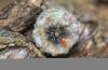 331066 – Photo : Numayta – France (68)